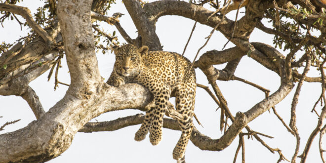 Ein Leopard thront in einem Baumgipfel 