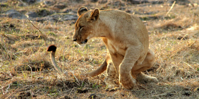 Löwe im Gorongosa-Nationalpark (Big Five Mosambik)