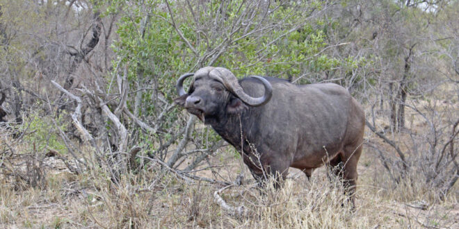 Kaffernbüffel (Big Five Mosambik)