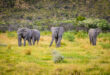 Elefantenherde im Nationalpark