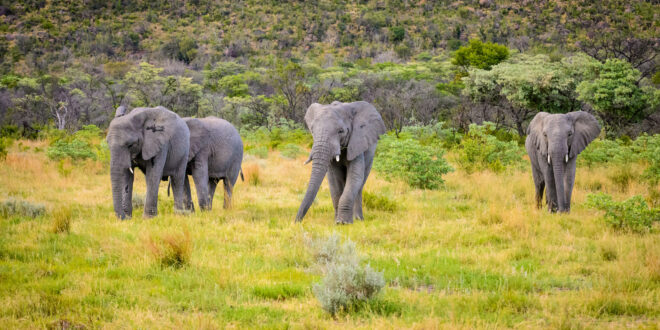 Elefantenherde im Nationalpark (Big Five Mosambik)